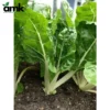 Bibit Benih Sayur Daun Bibit Sayur Kangkung Bayam Sawi dll