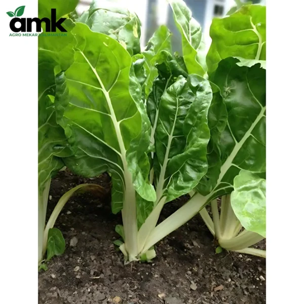 Bibit Benih Sayur Daun Bibit Sayur Kangkung Bayam Sawi dll