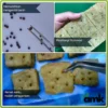 Pinset Benih Semai Bibit Peralatan Berkebun - Agro Mekar Kalimantan