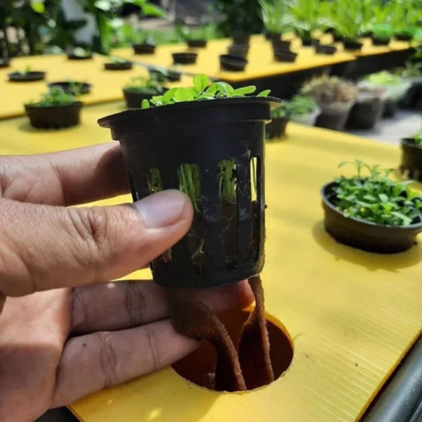 Purie Garden Netpot Net Pot Hidroponik Hitam 5cm