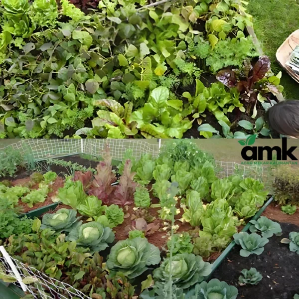 Paket Bibit Benih 25 Jenis Sayur dan Sayuran Buah Lengkap - Agro Mekar Kalimantan