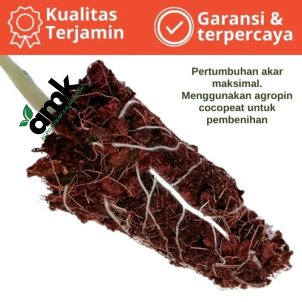 AGROPIN Media Tanam Coco Peat Cocopeat Mengembang 6x Dari Ukuran Semula TERLARIS