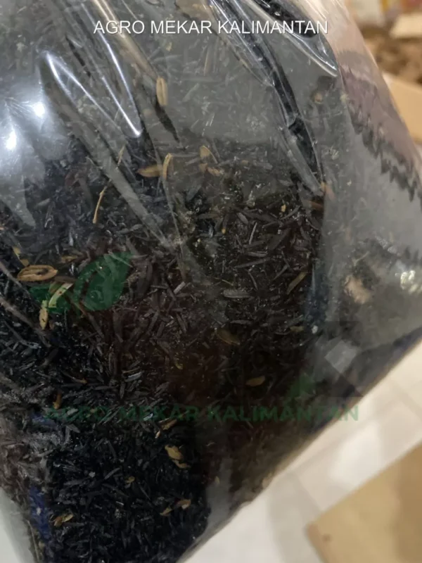 SEKAM BAKAR 1KG