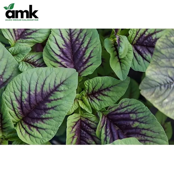 AMK BENIH KANGKUNG