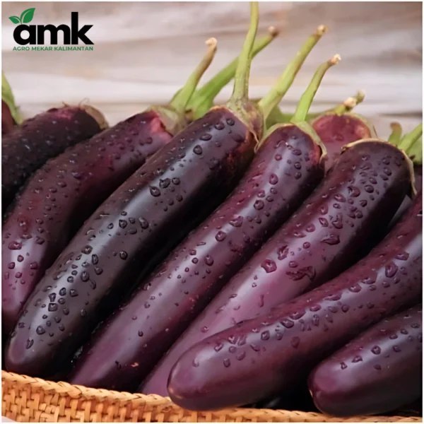 AMK BENIH BUNGA KOL