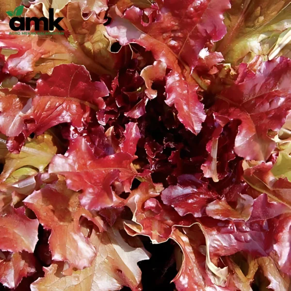 AMK BENIH KANGKUNG